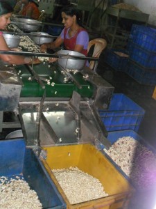 The sorting of the cashews into different quality "grades" by machine